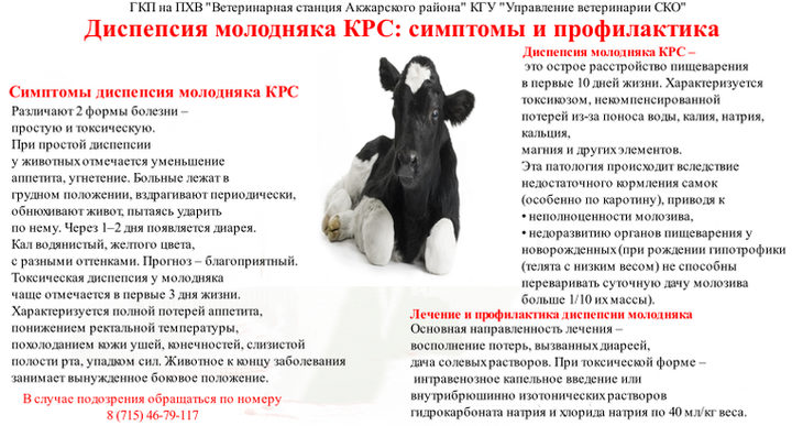 Диспепсия молодняка КРС: симптомы и профилактика
